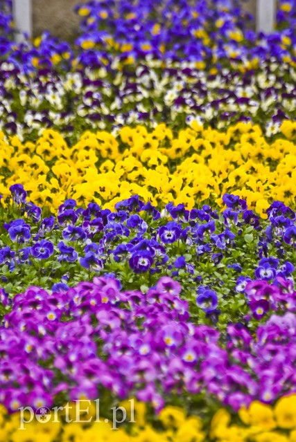 Dajmy im więcej światła, a odwdzięczą się zdjęcie nr 171815