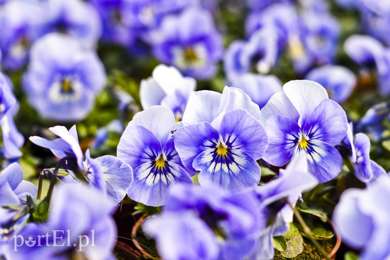 Dajmy im więcej światła, a odwdzięczą się zdjęcie nr 171823