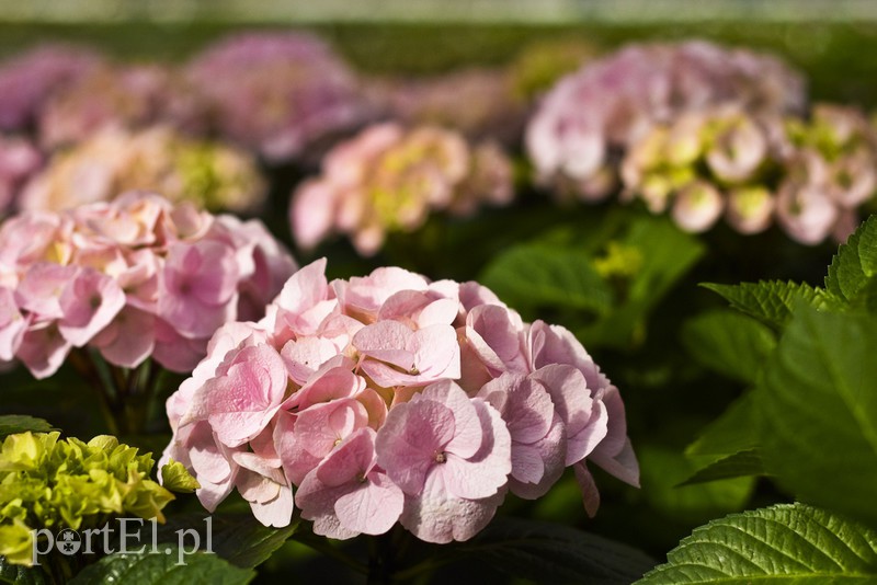 Dajmy im więcej światła, a odwdzięczą się zdjęcie nr 171805