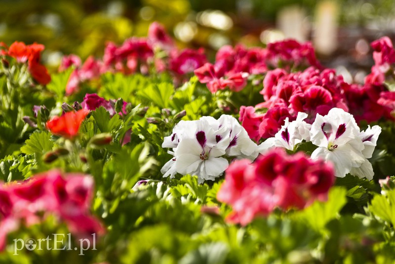 Dajmy im więcej światła, a odwdzięczą się zdjęcie nr 171807