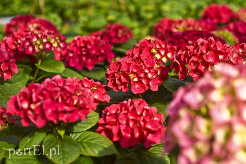 Dajmy im więcej światła, a odwdzięczą się zdjęcie nr 171802