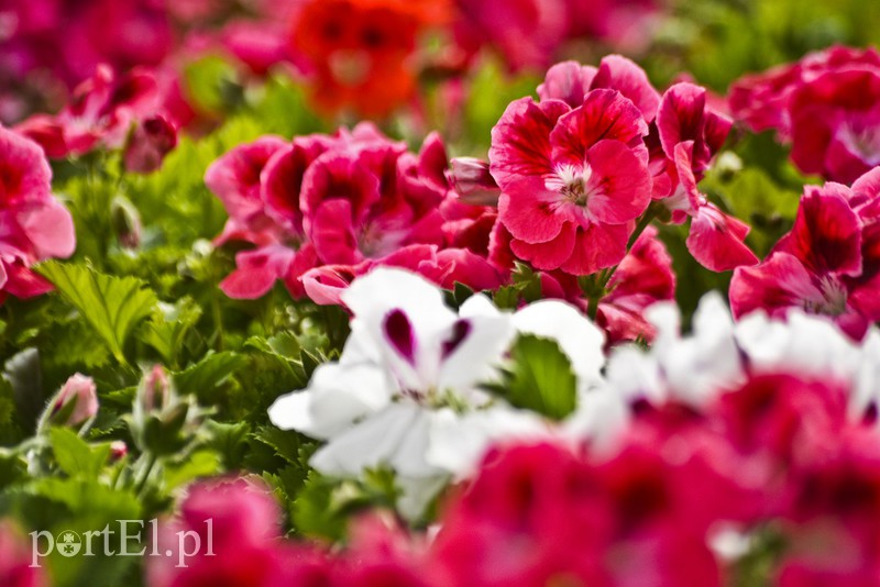 Dajmy im więcej światła, a odwdzięczą się zdjęcie nr 171808