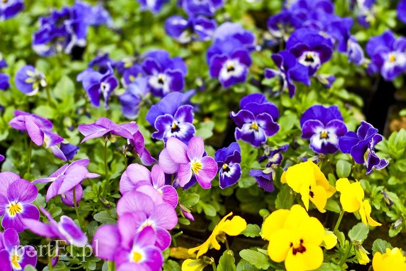 Dajmy im więcej światła, a odwdzięczą się zdjęcie nr 171819