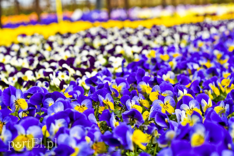 Dajmy im więcej światła, a odwdzięczą się zdjęcie nr 171818