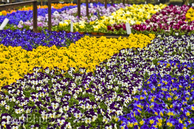 Dajmy im więcej światła, a odwdzięczą się zdjęcie nr 171817