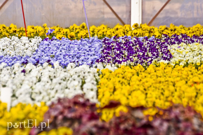 Dajmy im więcej światła, a odwdzięczą się zdjęcie nr 171826