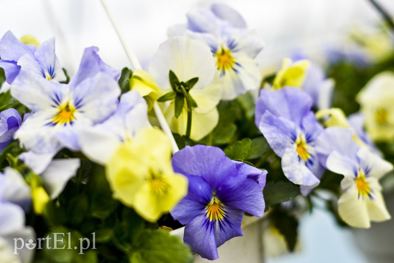 Dajmy im więcej światła, a odwdzięczą się zdjęcie nr 171813