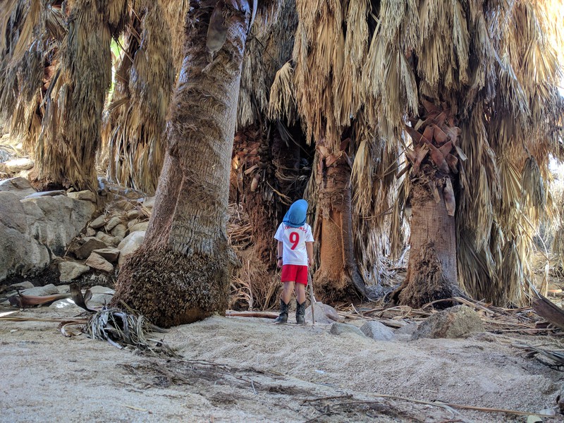 Park Narodowy Drzew Jozuego w USA