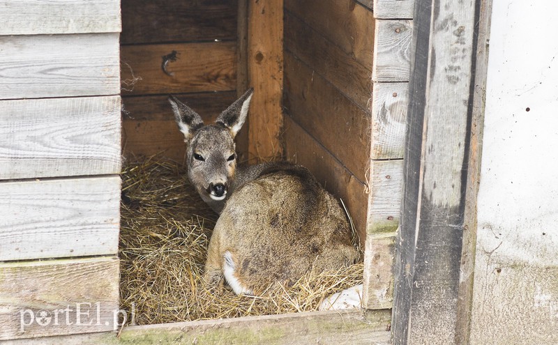 Tu się leczy zranione ciała i dusze. Na czterech łapach, kopytach, na skrzydłach i w futrze zdjęcie nr 172504