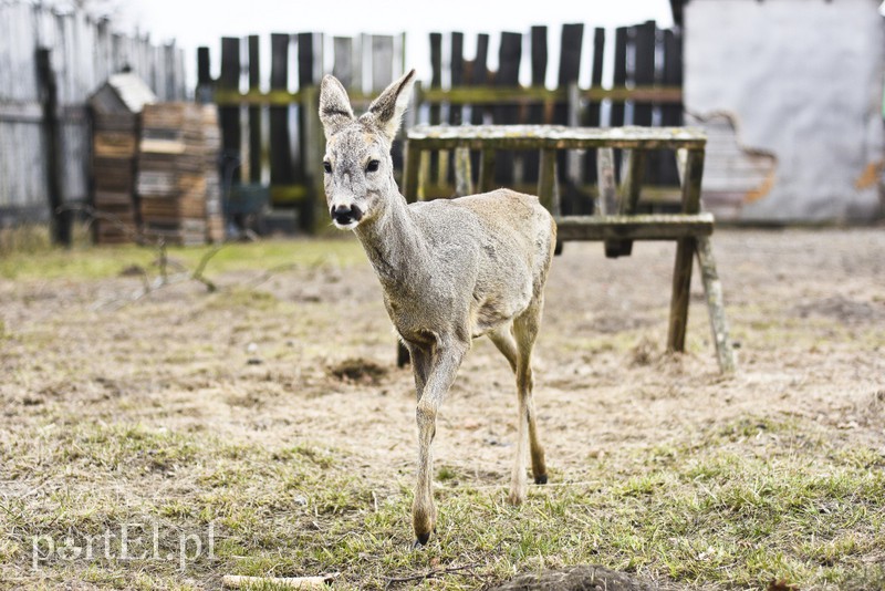 Tu się leczy zranione ciała i dusze. Na czterech łapach, kopytach, na skrzydłach i w futrze zdjęcie nr 172527