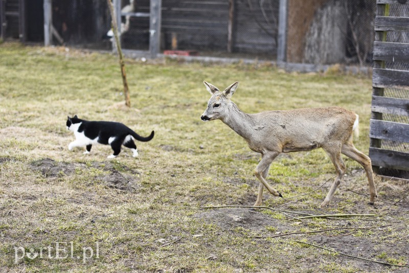 Tu się leczy zranione ciała i dusze. Na czterech łapach, kopytach, na skrzydłach i w futrze zdjęcie nr 172523