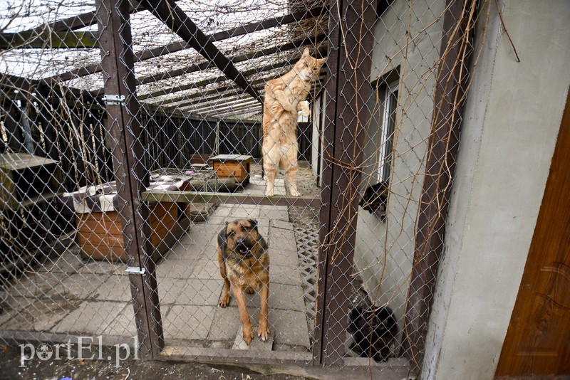 Tu się leczy zranione ciała i dusze. Na czterech łapach, kopytach, na skrzydłach i w futrze zdjęcie nr 172534