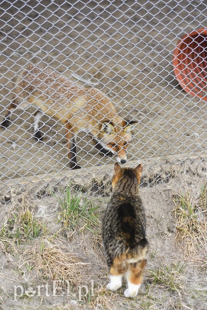 Tu się leczy zranione ciała i dusze. Na czterech łapach, kopytach, na skrzydłach i w futrze zdjęcie nr 172526