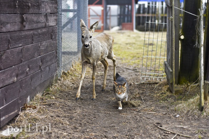 Tu się leczy zranione ciała i dusze. Na czterech łapach, kopytach, na skrzydłach i w futrze zdjęcie nr 172529
