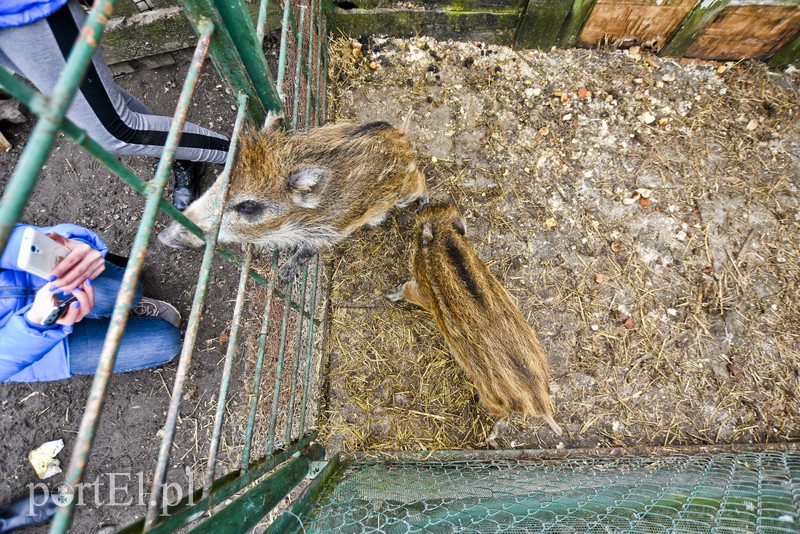 Tu się leczy zranione ciała i dusze. Na czterech łapach, kopytach, na skrzydłach i w futrze zdjęcie nr 172543