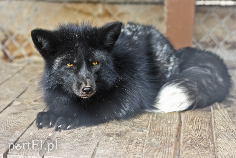 Tu się leczy zranione ciała i dusze. Na czterech łapach, kopytach, na skrzydłach i w futrze zdjęcie nr 172494