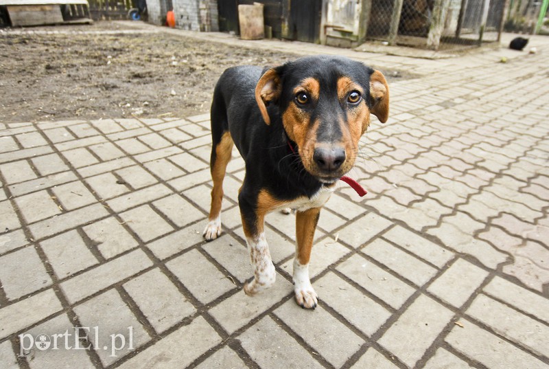 Tu się leczy zranione ciała i dusze. Na czterech łapach, kopytach, na skrzydłach i w futrze zdjęcie nr 172537