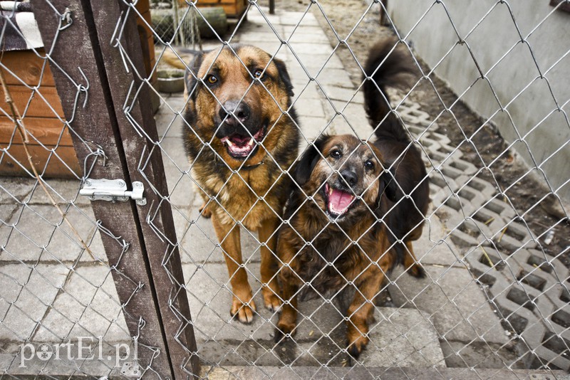 Tu się leczy zranione ciała i dusze. Na czterech łapach, kopytach, na skrzydłach i w futrze zdjęcie nr 172540