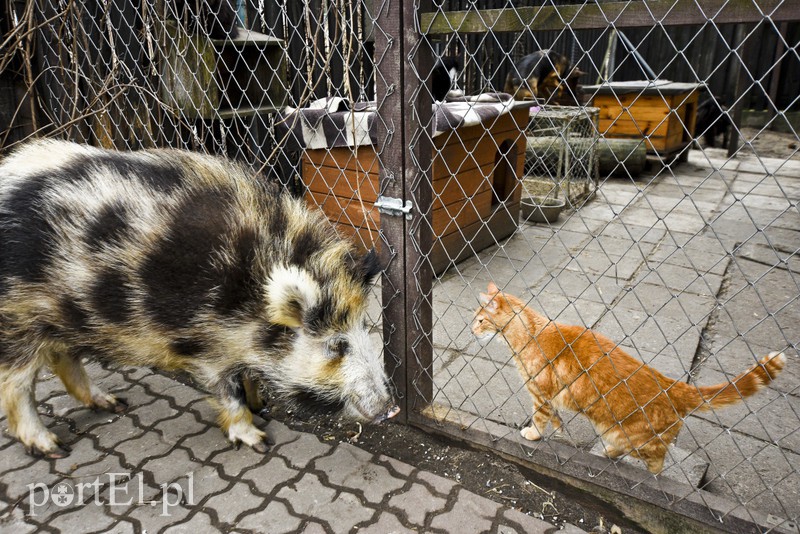 Tu się leczy zranione ciała i dusze. Na czterech łapach, kopytach, na skrzydłach i w futrze zdjęcie nr 172536