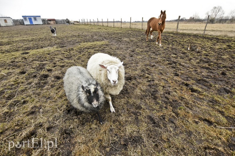 Tu się leczy zranione ciała i dusze. Na czterech łapach, kopytach, na skrzydłach i w futrze zdjęcie nr 172533