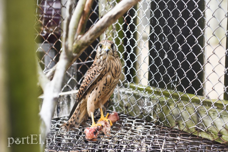 Tu się leczy zranione ciała i dusze. Na czterech łapach, kopytach, na skrzydłach i w futrze zdjęcie nr 172508
