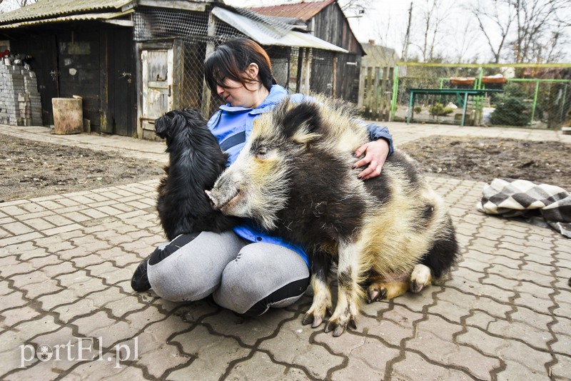 Tu się leczy zranione ciała i dusze. Na czterech łapach, kopytach, na skrzydłach i w futrze zdjęcie nr 172539