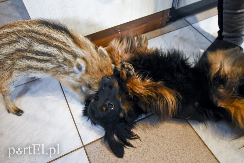 Tu się leczy zranione ciała i dusze. Na czterech łapach, kopytach, na skrzydłach i w futrze zdjęcie nr 172550