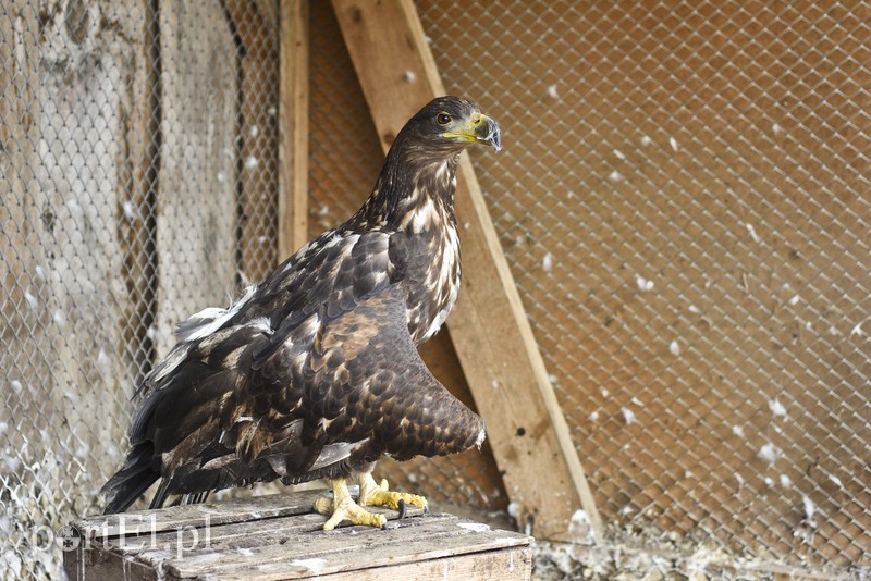 Tu się leczy zranione ciała i dusze. Na czterech łapach, kopytach, na skrzydłach i w futrze zdjęcie nr 172493