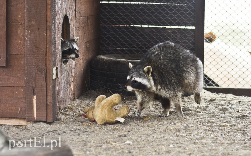 Tu się leczy zranione ciała i dusze. Na czterech łapach, kopytach, na skrzydłach i w futrze zdjęcie nr 172522