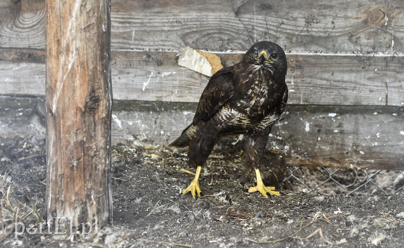 Tu się leczy zranione ciała i dusze. Na czterech łapach, kopytach, na skrzydłach i w futrze zdjęcie nr 172517