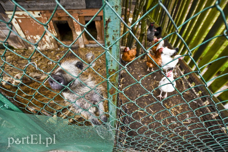 Tu się leczy zranione ciała i dusze. Na czterech łapach, kopytach, na skrzydłach i w futrze zdjęcie nr 172544