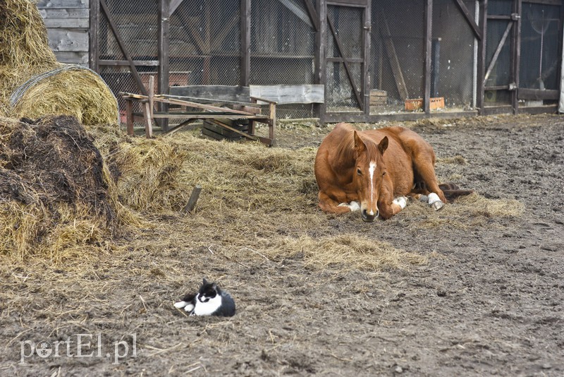 Tu się leczy zranione ciała i dusze. Na czterech łapach, kopytach, na skrzydłach i w futrze zdjęcie nr 172490