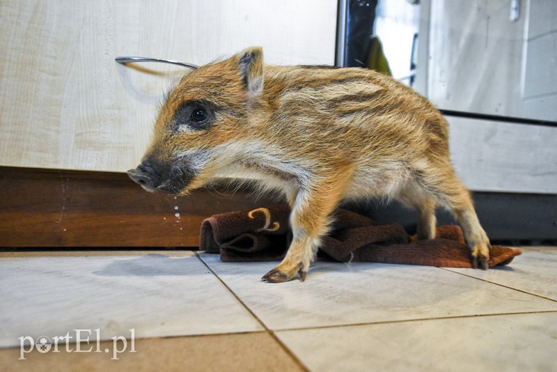 Tu się leczy zranione ciała i dusze. Na czterech łapach, kopytach, na skrzydłach i w futrze zdjęcie nr 172548