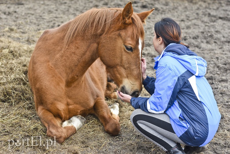 Tu się leczy zranione ciała i dusze. Na czterech łapach, kopytach, na skrzydłach i w futrze zdjęcie nr 172491