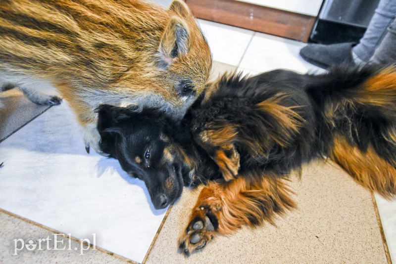 Tu się leczy zranione ciała i dusze. Na czterech łapach, kopytach, na skrzydłach i w futrze zdjęcie nr 172549