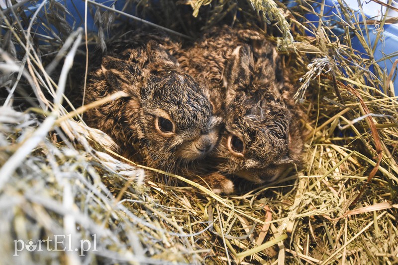 Tu się leczy zranione ciała i dusze. Na czterech łapach, kopytach, na skrzydłach i w futrze zdjęcie nr 172551