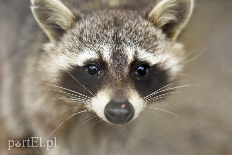 Tu się leczy zranione ciała i dusze. Na czterech łapach, kopytach, na skrzydłach i w futrze zdjęcie nr 172521