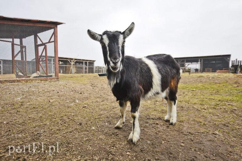 Tu się leczy zranione ciała i dusze. Na czterech łapach, kopytach, na skrzydłach i w futrze zdjęcie nr 172497