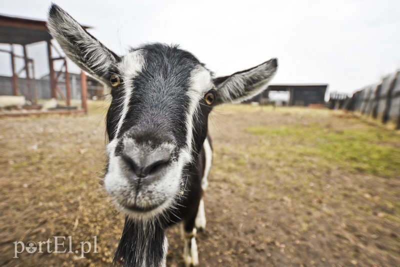 Tu się leczy zranione ciała i dusze. Na czterech łapach, kopytach, na skrzydłach i w futrze zdjęcie nr 172498