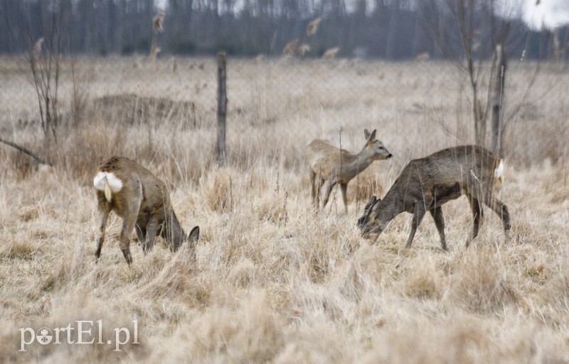 Tu się leczy zranione ciała i dusze. Na czterech łapach, kopytach, na skrzydłach i w futrze zdjęcie nr 172532