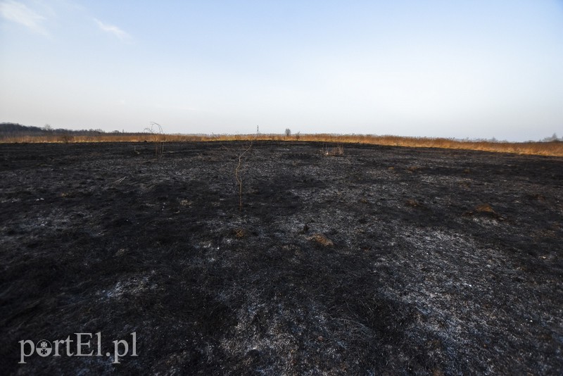 Pożar traw rozprzestrzenił się do stolarni zdjęcie nr 173046