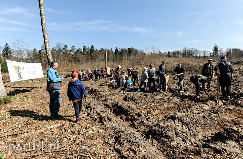 Zasadzili dwa tysiące nowych drzew zdjęcie nr 173118