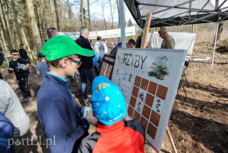 Zasadzili dwa tysiące nowych drzew zdjęcie nr 173105