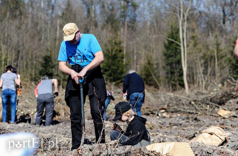 Zasadzili dwa tysiące nowych drzew zdjęcie nr 173127