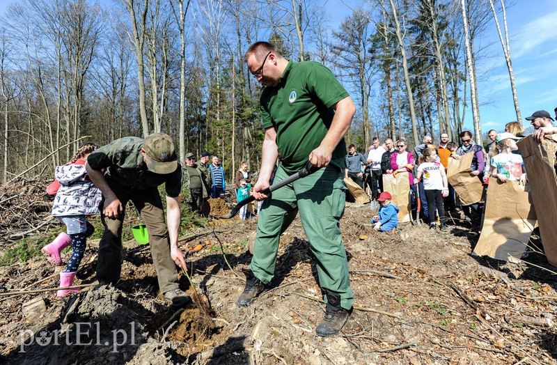 Zasadzili dwa tysiące nowych drzew zdjęcie nr 173115