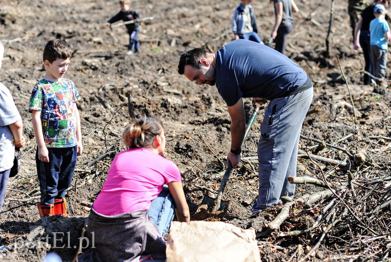 Zasadzili dwa tysiące nowych drzew zdjęcie nr 173133