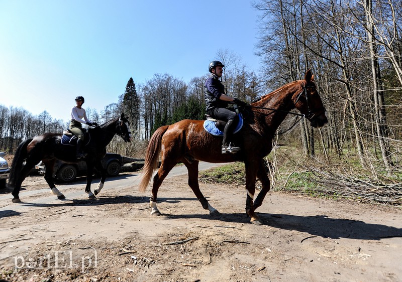 Zasadzili dwa tysiące nowych drzew zdjęcie nr 173144