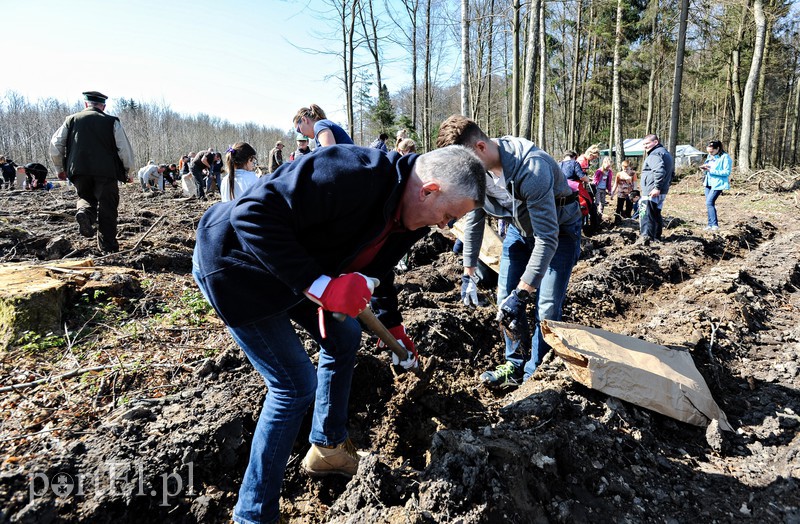 Zasadzili dwa tysiące nowych drzew zdjęcie nr 173122