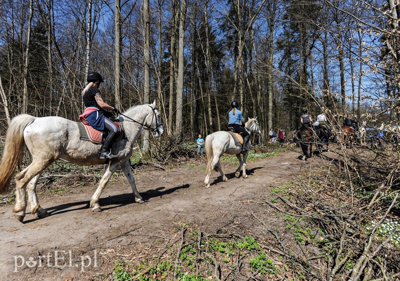 Zasadzili dwa tysiące nowych drzew zdjęcie nr 173145
