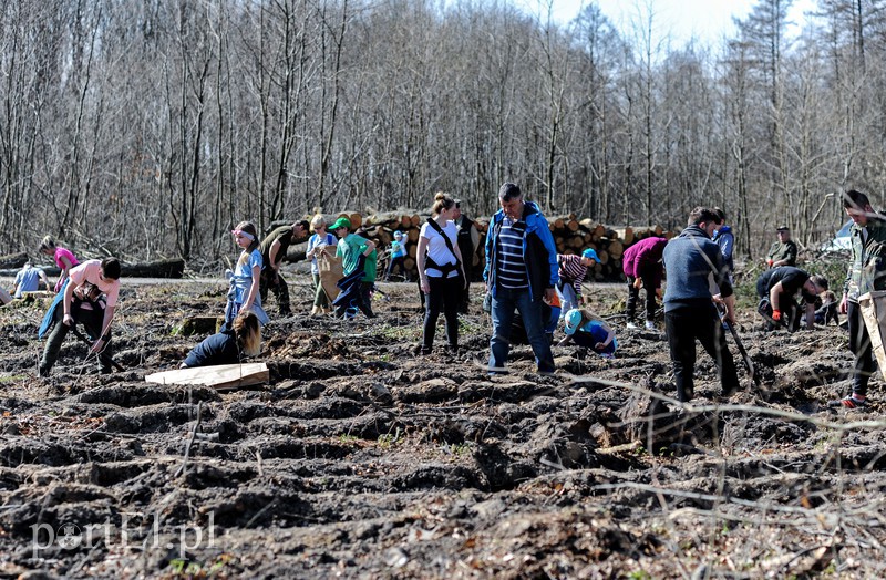 Zasadzili dwa tysiące nowych drzew zdjęcie nr 173126